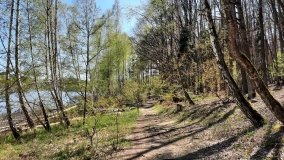 Jezioro Miejskie, ogromne sosny i… Floryda  - zdjęcie 14