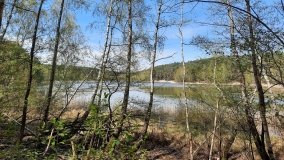 Jezioro Miejskie, ogromne sosny i… Floryda  - zdjęcie 15